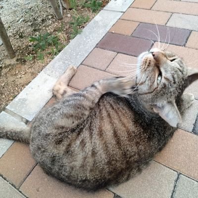 GDfgJxEcrd40551's profile picture. 真面目に生きている人が報われる社会にしたい。れいわ新選組の消費税廃止&社会保険料減免&悪い物価高が収まるまでの季節毎の給付金はマスト