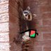 A Lil Raccoon (@kissingcryptid) Twitter profile photo A Lil Raccoon (@kissingcryptid) Twitter profile photo