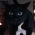 kitty appearances 🐈⬛ (@caseohskittyuh) Twitter profile photo kitty appearances 🐈⬛ (@caseohskittyuh) Twitter profile photo