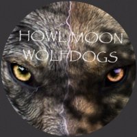 Howlmoonwolfdogs (@howlmoonwolf) Twitter profile photo