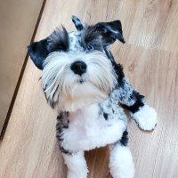 Laura First 🇺🇸 🐾 (@myinnerdrive) 's Twitter Profile