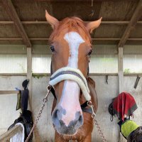 GOGOターボさん (@justinturb0420) 's Twitter Profile Photo
