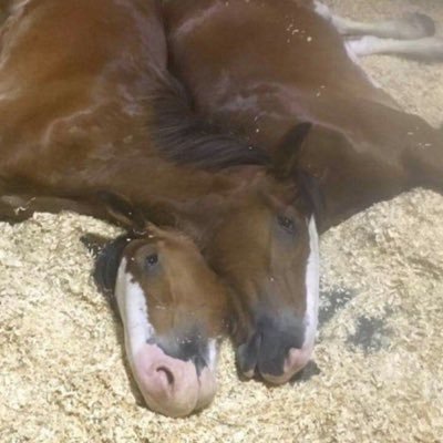 sivkshit's profile picture. #