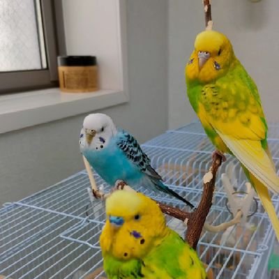 ThreeインコStars (@4hgyGIa1ie51782) / X