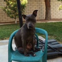 desert scorpion (@louieesqueda1) 's Twitter Profile