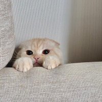 🦋. babe . ~ 🐹🐶 J land 🐈⬛🐶 (@_hompaengdek) 's Twitter Profile