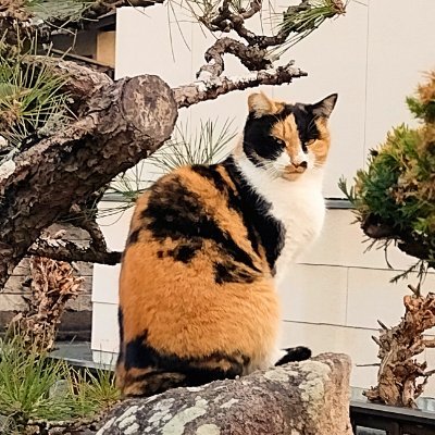 yunokawaw's profile picture. 💉後遺症疑とME/CFS、SIBO、倦怠感、ブレインフォグ、頭痛、思考困難、働けない 、持病色々、PS不安定　通話に頭がついていかないのでリスナーでちょろちょろ失礼しております🙇
🐈‍⬛ iHerb：PHE4394
