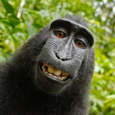 TechBloxian's profile picture. don't click the "follow" button