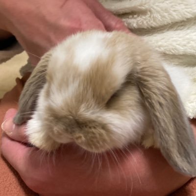🐰ホーランドロップイヤーのベルちゃん🔔2024/11/6生まれの女の子🥕2024年クリスマスに出会い12/27〜🏠うさぎのかわいさに溺愛中🩷うちの子見て見ての自己満垢🥕うさぎちゃんとの暮らしは初心者ですのでいろいろ教えてください😊うさぎちゃん以外CH(シティーハンター)リアタイ世代で38年来のファン♪