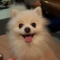 ぽめじろう (@1003ron) 's Twitter Profile