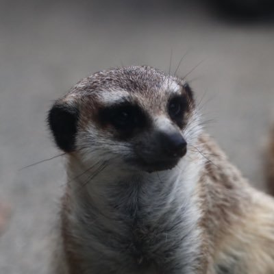 yojin_1567's profile picture. 15歳 男子校 自転車競技部 咲愛みゆ @EcruRare_Miyu 咲桜もち @mochi_loveits