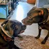 hockeygal4ever's profile picture. Xtreme #cancer killer (12x I've beat it)  I ❤🏒&  #sports 
 #rescuedogs own me! 🐾🖤 
We're a #bluefamily w/a #blacklab & #pitbull #fendersfoundation