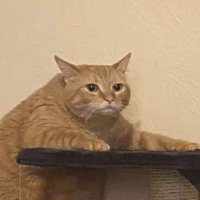 Kuu Kuu (comms closed) (@historiaallen) 's Twitter Profile Photo Kuu Kuu (comms closed) (@historiaallen) 's Twitter Profile Photo