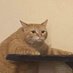 Kuu Kuu (comms closed) (@historiaallen) Twitter profile photo Kuu Kuu (comms closed) (@historiaallen) Twitter profile photo