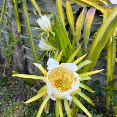 denjahlive1976's profile picture. 