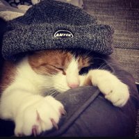 Deadrat667 (@deadrat66747933) Twitter profile photo