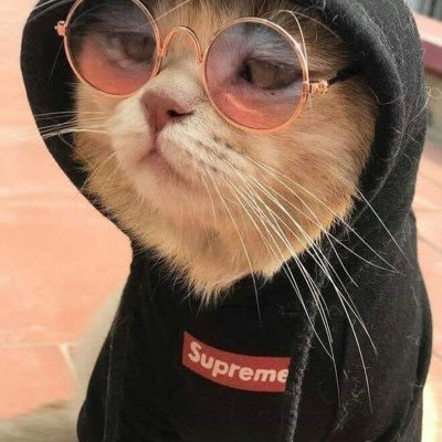 DavidTAustin2's profile picture. A Omni Rank Gooner’s Cesspool of TCG’s and R-18 Stuff.