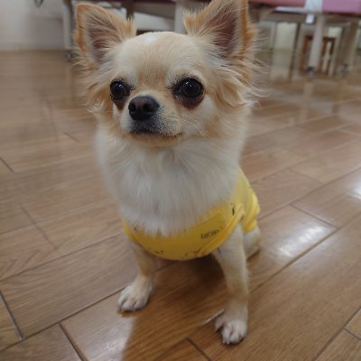 gekizumo1's profile picture. 好きなもの：リベ大🦁・パワースポット⛩️・麻雀🀄（三麻四麻）・ゲーム（PS5専門🐥）