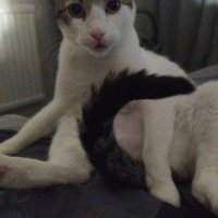 Oliver (@turbofuchi) 's Twitter Profile