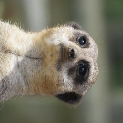 jake_kasa's profile picture. Trying to create a game in Godot currently.