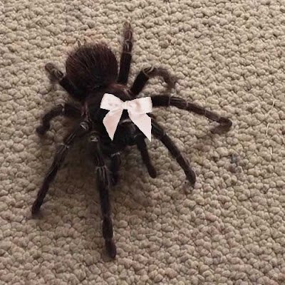 agirlyspider's profile picture. Love the unloved