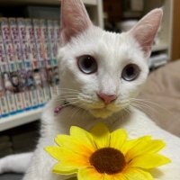 γγπ¦
βΈκ³ (@nar_coco72) 's Twitter Profile