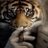 secovoy's profile image