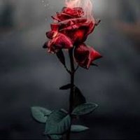 سـ؏ــود ♛ (@saud78781010) 's Twitter Profile