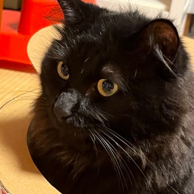 BANIRA22222's profile picture. 