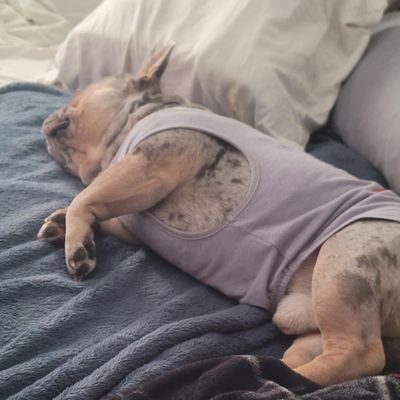 Mr. Ox Oxley
@MrOxOxley
Dog Mystery author movie buff lover of dog 🐕 treats and animals oh and walks! I love chewing, too! I am a Lilac Merle Frenchie!