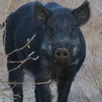 JOACHIM DIOS PRIMITIVO (@joachimdeoz) 's Twitter Profile