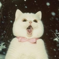 Laugh Till Your Drop (@memecraze60) 's Twitter Profile