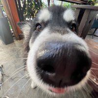 Guuuu_LS (@guuuu_ls) 's Twitter Profile