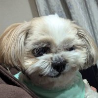勇ましき小心者 (@qfrr9ygfhj22cay) 's Twitter Profile