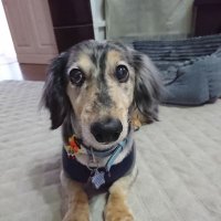 じんぷる (@puru520) Twitter profile photo