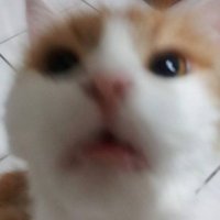 FFFF (@furby0417) 's Twitter Profile Photo FFFF (@furby0417) 's Twitter Profile Photo