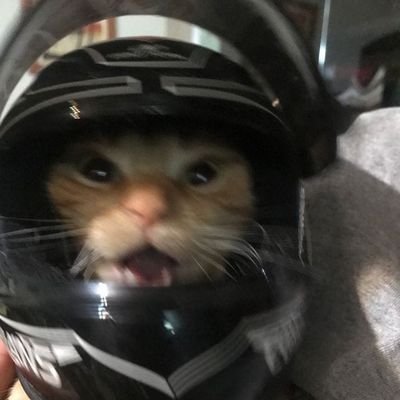 _shivennn's profile picture. ♥ + 💛 = 💗