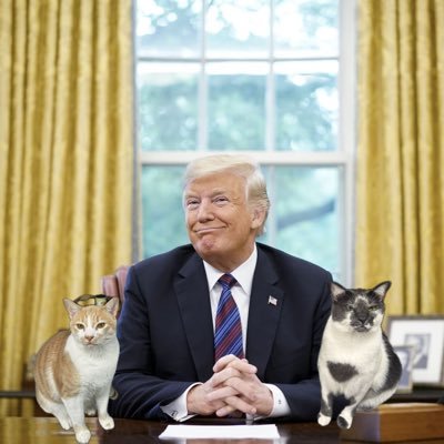 wokekryptonite's profile picture. love freedom, free speech, hard work, hate taxes and this version of america #GBOs