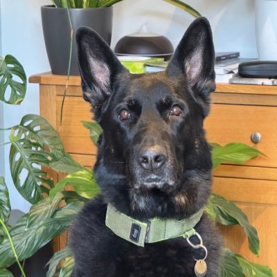 Human to Kimi the rescue German Shepherd. I do Config Manager/Intune and security stuff for money. Play with Ableton. I full y embrace my ADHD :)