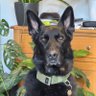 SccmSimon's profile picture. Human to Kimi the rescue German Shepherd. I do Config Manager/Intune and security stuff for money. Play with Ableton. I full y embrace my ADHD :)