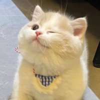 ʙɴѼ (@bbunnimeow) 's Twitter Profile Photo ʙɴѼ (@bbunnimeow) 's Twitter Profile Photo