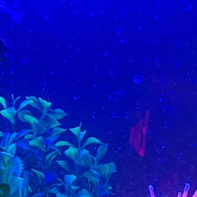 Tethys | ➡️🦋 jackalwavetv.bsky.socialさんのプロフィール画像