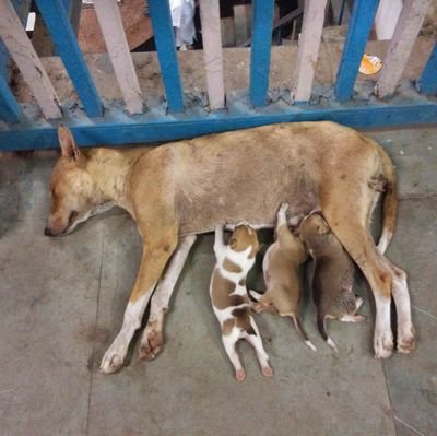 SafeWork2003's profile picture. Society for Safework Awareness Foundation & Enviro-encouragements, is a registered NGO to prevent disease, disability & death in unorganised sectors.