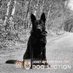 Hants & TVP Police Dog Section 🐾 (@hantstvpoldogs) Twitter profile photo Hants & TVP Police Dog Section 🐾 (@hantstvpoldogs) Twitter profile photo