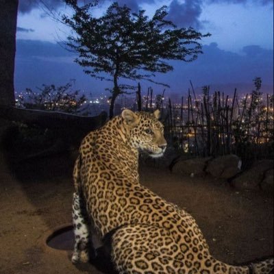 palangsaltane's profile picture. If you take care of things, they’ll last.