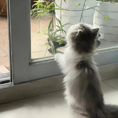 Freyaixoko's profile picture. Only after working hard can you be qualified to talk about luck