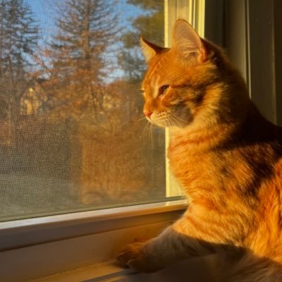 idlyahn's profile picture. stem student by day, literature fanatic and cat dad by night