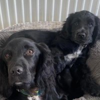 Gruff, Gwyl, and Angels Rosie, Dennis,Doris🌈 ❤️❤️ (@dennisanddoris1) 's Twitter Profile