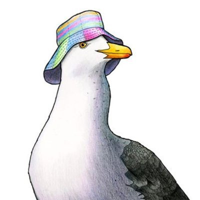 QuanGaviota's profile picture. 