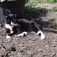 Decko (@delcatto1) 's Twitter Profile